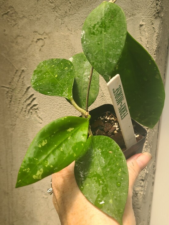 Other - Hoya AH-047